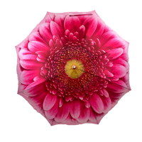 StormKing Auto Folding Nature Umbrella - Gerbera Daisy Pink